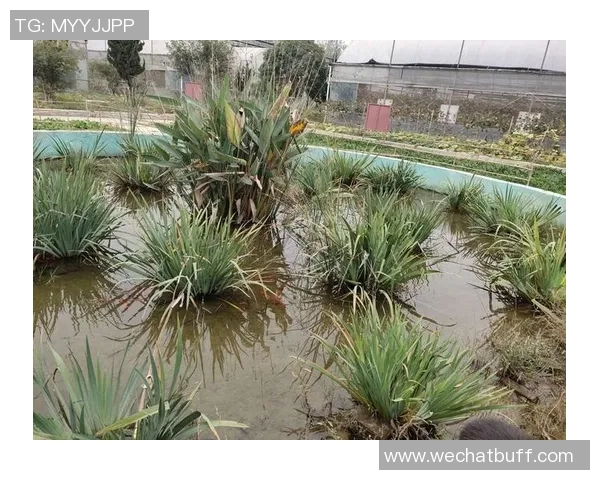 刘秀英专访：追忆飞盘之路与个人成长的精彩瞬间